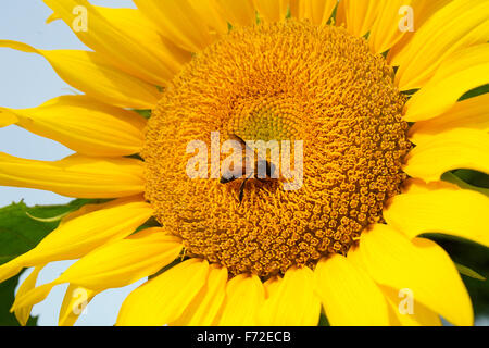 Hummel auf Sonnenblume, Hummel, Gundlupet, Karnataka, Indien, Asien Stockfoto