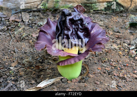 Elefantenfuß-Yam, Trivandrum, Kerala, Indien, Asien Stockfoto