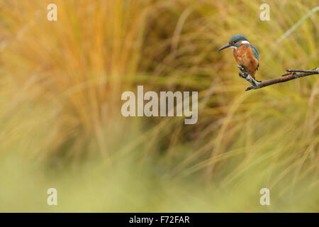 Eisvogel (Alcedo Atthis) im Herbst Europa Stockfoto