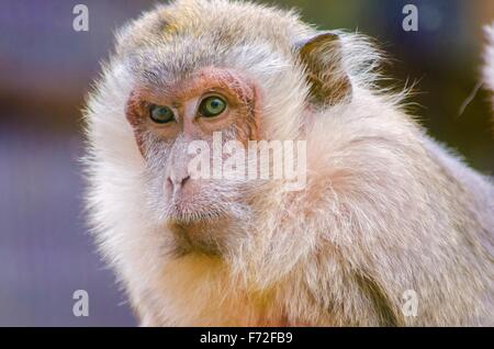 Eine enge im Hochformat des goldenen gelbbraun, graue Krabben essen Makaken starrte entfernt. Auch bekannt als lange tailed Macaque ein Stockfoto