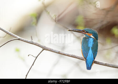 Eisvogel (Alcedo Atthis) mit einem Fisch. Europa Stockfoto