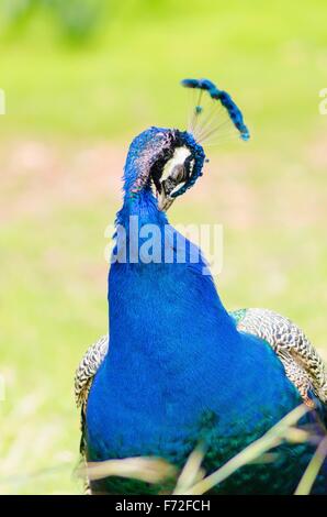 Ein Höhenplan der ein männlicher Pfau Anzeige seinen Hals. Männliche andere unterscheiden sich für ihre helle metallische blaue Krone, der Lüfter sh Stockfoto