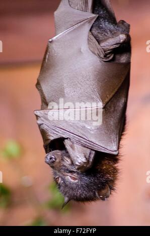 Eine große Flying Fox Bat, eine Art von Bat auch bekannt als Pteropus Vampyrus, Schlafplatz positioniert auf dem Kopf stehend mit seinen Flügeln gewickelt Stockfoto