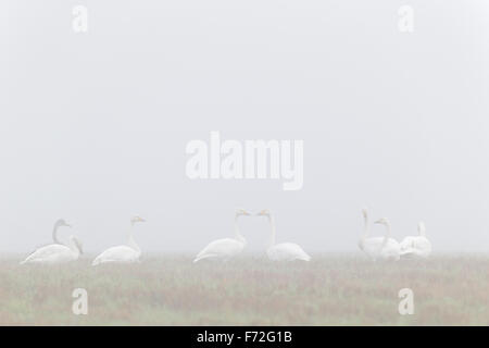 Herde von Singschwänen mit einem Bewick Schwan im Herbst. Europa Stockfoto