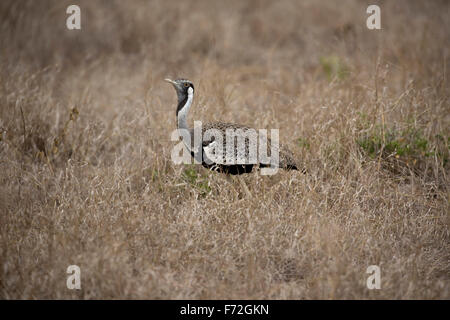 Schwarz-bellied bustard oder korhaan eupodotis oder lissotis melanogaster korhaan Tsavo Ost Nationalpark Kenia Stockfoto