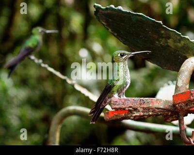 Kolibri in der Wolke Wald von Monteverde. Costa Rica, Provinz Puntarenas, Monteverde Cloud Forest Reserve. Selvatura Park Stockfoto