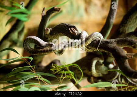 Morelia bredli, Bredl's Python, Centralian Python, Central Australian carpet Python, Bredl's carpet Python, Centralian carpet Python, Taronga Zoo Sydney, Taronga Zoo, Mosman, Sydney, NSW, New South Wales, Australien Stockfoto