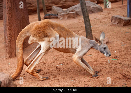 Kangaroo, Taronga Zoo Sydney, Taronga Zoo, Mosman, Sydney, NSW, New South Wales, Australien Stockfoto