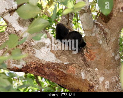 Brüllaffen Baby, Alouatta palliata Stockfoto