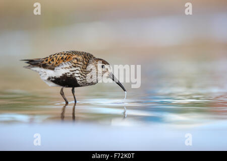 Alpenstrandläufer (Calidris Alpina) Erwachsene in der Zucht Gefieder. Stockfoto