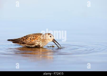 Füttern Alpenstrandläufer (Calidris Alpina) in der Zucht Gefieder. Stockfoto