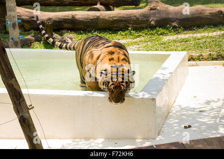 Nehmen eines Bades im Tiger-Tempel in Chiang Mai Stockfoto