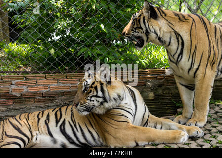 Zwei Tiger im Tiger-Tempel, Chiang Mai Stockfoto