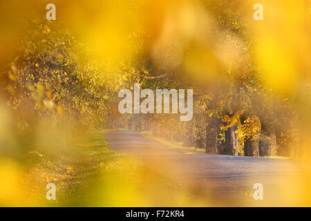 Gasse im Herbst. Estland, Europa Stockfoto