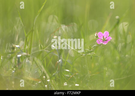 Blühende Sumpf-Storchschnabel (Geranium Palustre). Estland, Europa Stockfoto