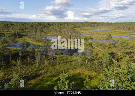 Viru-Moor-Lehrpfad, Lahemaa Nationalpark Stockfoto