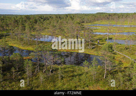 Viru-Moor-Lehrpfad, Lahemaa Nationalpark Stockfoto