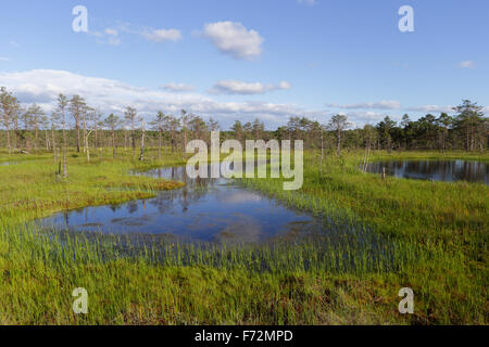 Viru Moor (Viru Raba) Torf Sumpf, Lahemaa Nationalpark Stockfoto