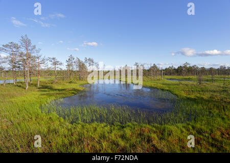 Viru Moor (Viru Raba) Torf Sumpf, Lahemaa Nationalpark Stockfoto