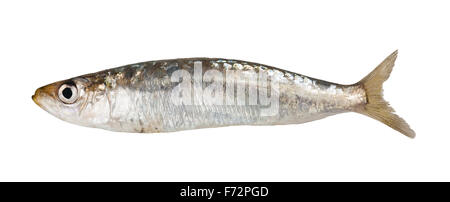Eine Sardine Fisch isoliert auf weißem Hintergrund Stockfoto
