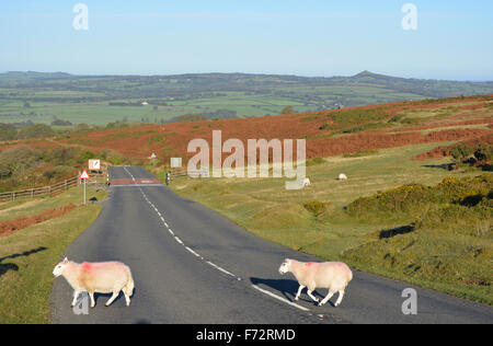 Schafe auf Schweinefleisch Hügel, Kreuzung Whitchurch Common, Dartmoor Nationalpark, mit Blick auf Rinder Raster & Tavistock, Devon, England. Stockfoto