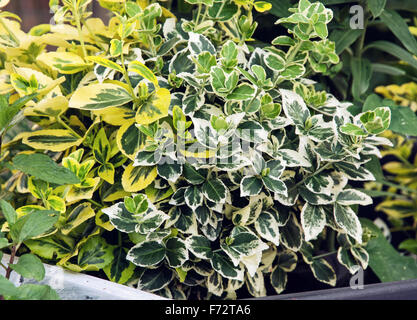 Birkenfeige (Ficus Benjamina) auch bekannt als die Benjamin Fig oder Ficus-Baum. Gartenarbeit-Thema. Stockfoto