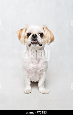 Porträt von einem niedlichen Shih-tzu Stockfoto