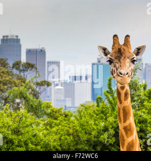 Giraffen im Zoo mit Blick auf die Skyline von Sydney im Hintergrund Stockfoto