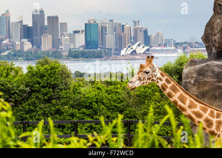 SYDNEY, AUSTRALIEN - 27. DEZEMBER 2015. Giraffen im Taronga Zoo mit Blick auf die Skyline der Innenstadt von Sydney im Hintergrund Stockfoto