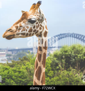 Giraffen im Zoo mit Blick auf die Skyline von Sydney im Hintergrund Stockfoto