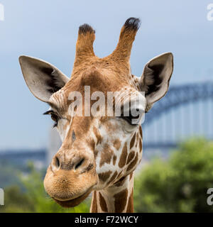 Giraffen im Zoo mit Blick auf die Skyline von Sydney im Hintergrund Stockfoto