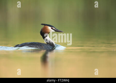 Haubentaucher / Haubentaucher (Podiceps Cristatus) schwimmt auf vernally gefärbtem Wasser Oberfläche vor grünen Schilf. Stockfoto