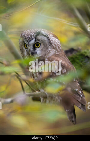 Schöne Boreal Eule / Rauhfußkauz Eule (Aegolius Funereus) in einem Baum versteckt inmitten der herbstlich gefärbten gelbe Blätter. Stockfoto