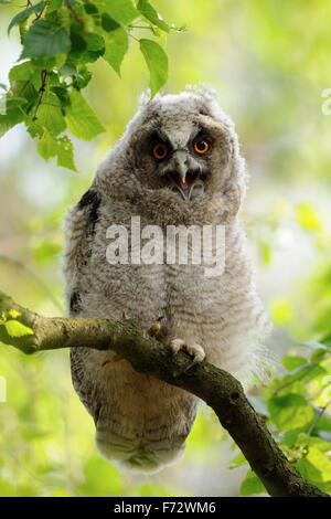 Lustige junge Waldohreule / Waldohreule (Asio Otus) blickt mit weit aufgerissenen Augen direkt in die Kamera laut rufend. Stockfoto