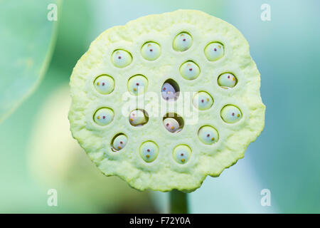 Nahaufnahme von der Tasse Samen der Lotusblume Stockfoto