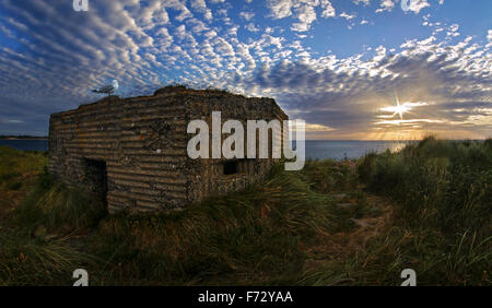 Möwe auf Dawn Watch von WW2-Pill-Box auf der Northumberland Küste, England, UK Stockfoto