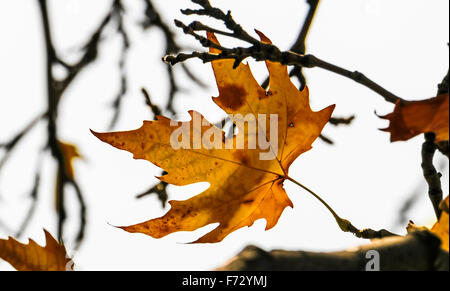 Gelb Orange Herbst Blätter hängen über sky Stockfoto