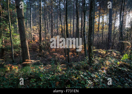 Strahlen von Licht durch eine Plantage von Pinien und Laubbäumen im Herbst Wald in Bedgebury Wald, Bedgebury, Kent, England, Großbritannien Stockfoto