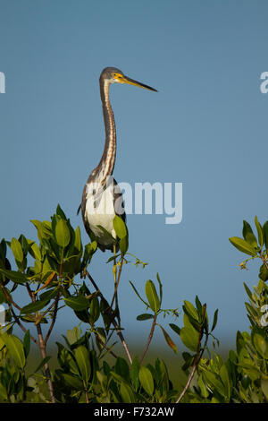 Einen dreifarbigen Reiher hocken. Stockfoto