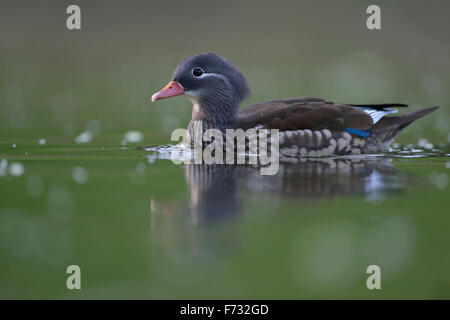 Hübsche weibliche Mandarin Ente / Mandarinente (Aix Galericulata) schwimmt in der Nähe von auf grün gefärbtem Wasser. Stockfoto