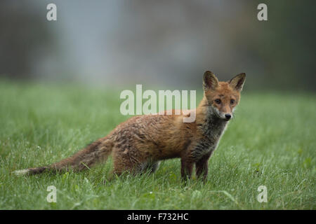 Aufmerksame junge Rotfuchs / Rotfuchs (Vulpes Vulpes) jagt auf einer nassen Wiese Tau, sehr früh, nebligen Morgen. Stockfoto