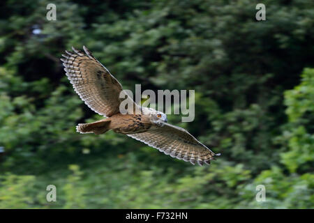 Wilde junge nördlichen Uhu / Europaeischer Uhu (Bubo Bubo) fliegen hoch über meinem Kopf, Tierwelt, dynamische panning Shot. Stockfoto