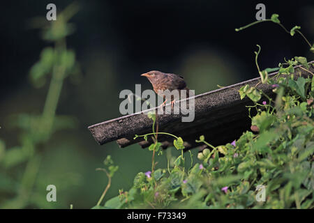 Jungle Babbler (Turdoides Striata) Stockfoto