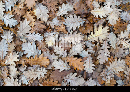 Quercus X haynaldiana. Gefallene Eiche Blätter auf dem Boden im Herbst Stockfoto