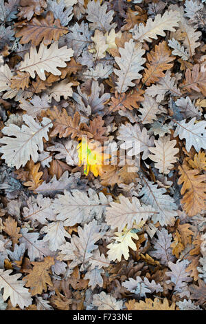 Quercus X haynaldiana. Gefallene Eiche Blätter auf dem Boden im Herbst Stockfoto