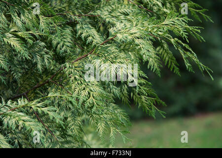 Thuja Plicata 'Zebrina'. Westliche rote Zeder 'Zebrina' Baum Stockfoto