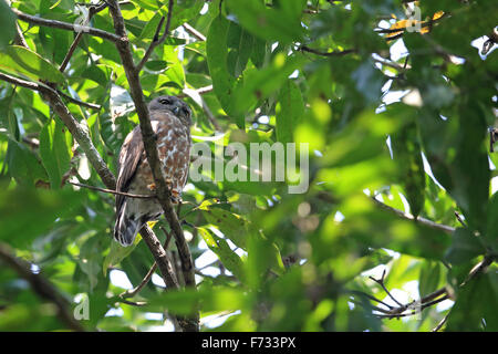 Braun Hawk Owl (Ninox scutulata hirsute) Stockfoto