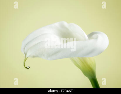 Weiße Calla Lily Nahaufnahme mit Teardrop Stockfoto