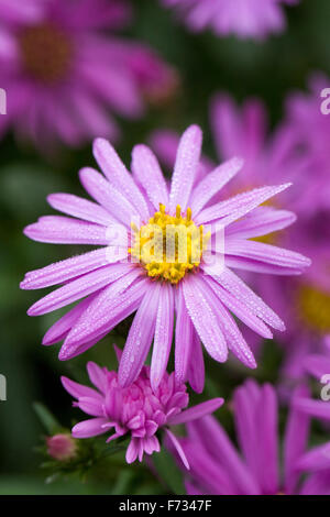 Aster Amellus 'Brilliant' in eine krautige Grenze. Stockfoto