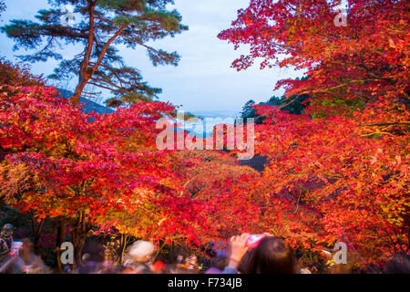 Herbst Farben, Oyama-Dera Tempel, Mt Oyama, Isehara City, Präfektur Kanagawa, Japan Stockfoto